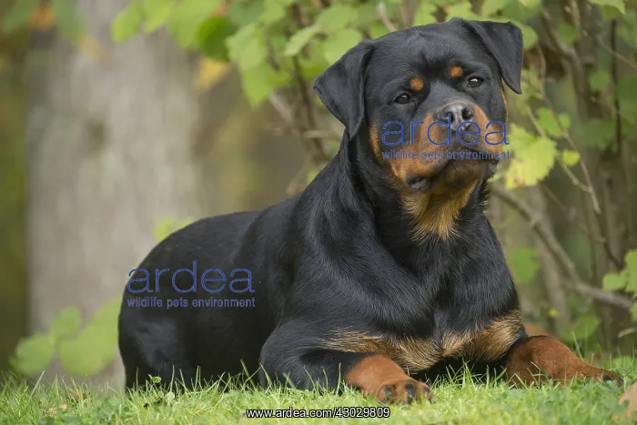  : Rottweiler dog outside