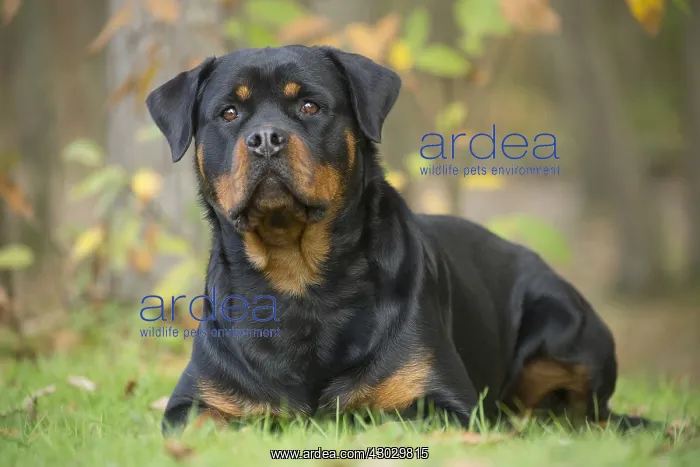  : Rottweiler dog outside