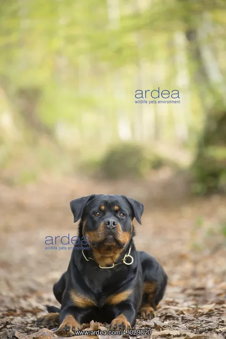  : Rottweiler dog outside