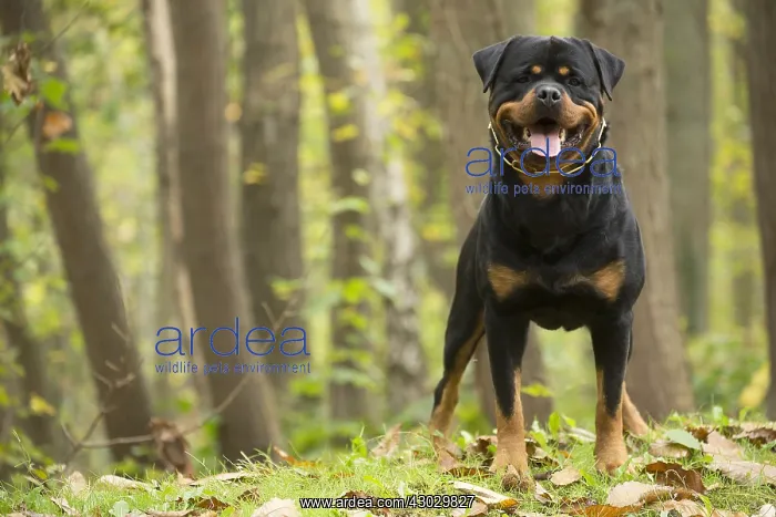  : Rottweiler dog outside