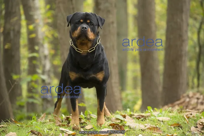 : Rottweiler dog outside
