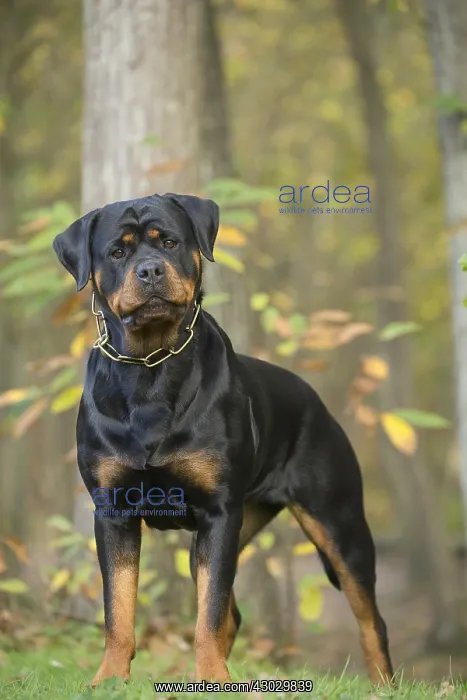  : Rottweiler dog outside