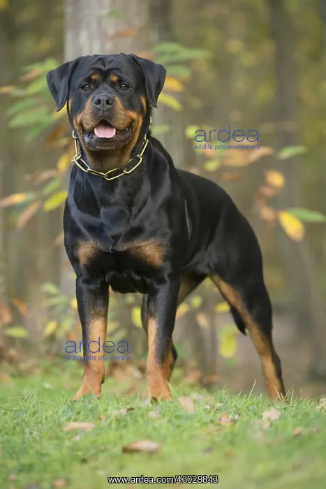  : Rottweiler dog outside