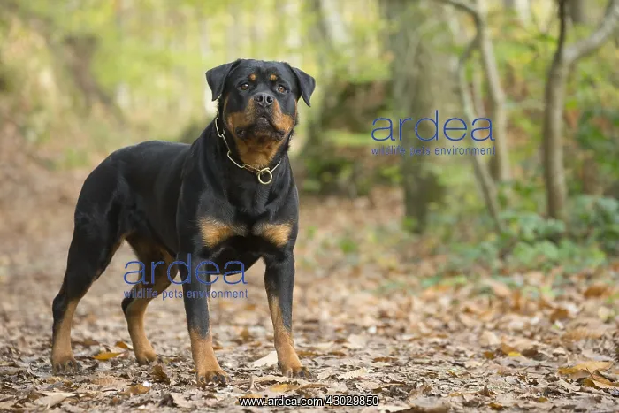  : Rottweiler dog outside
