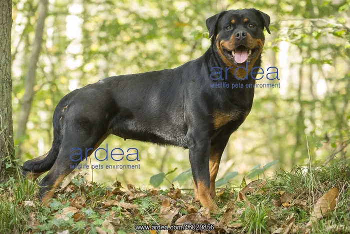  : Rottweiler dog outside
