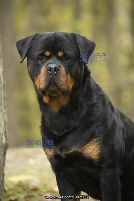  : Rottweiler dog outside