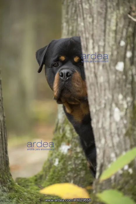 : Rottweiler dog outside : Rottweiler dog outside
