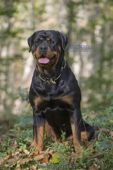  : Rottweiler dog outside
