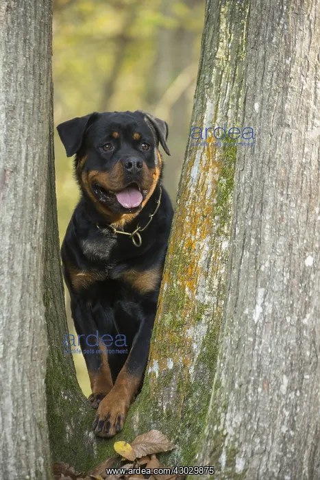  : Rottweiler dog outside