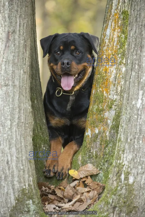  : Rottweiler dog outside