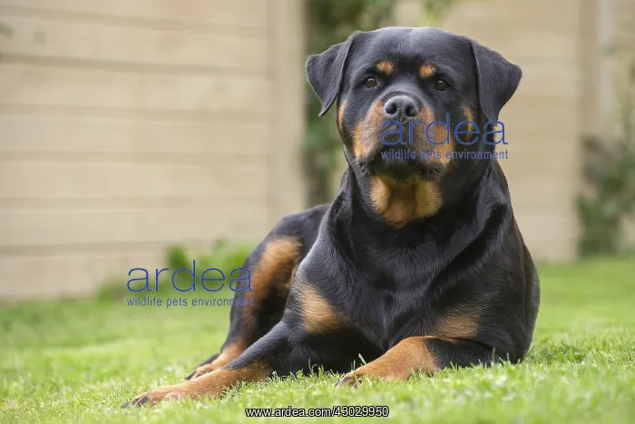  : Rottweiler dog outside