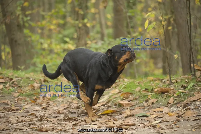  : Rottweiler dog outside