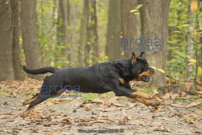  : Rottweiler dog outside