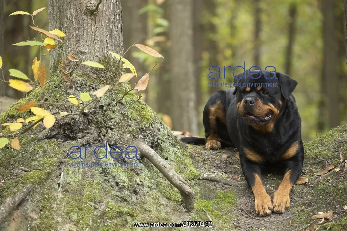  : Rottweiler dog outside