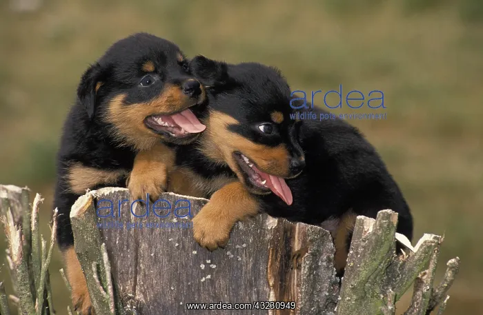 : Rottweiler Dog, Pup standing on Stump : Rottweiler Dog, Pup standing on Stump