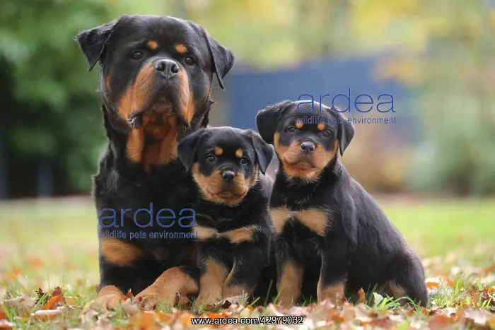 : Rottweiler dog and puppies outdoors : Rottweiler dog and puppies outdoors