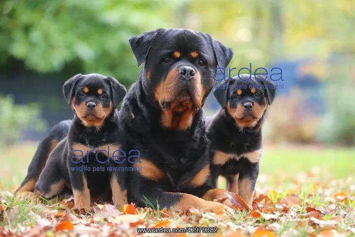 : Rottweiler dog and puppies outdoors : Rottweiler dog and puppies outdoors