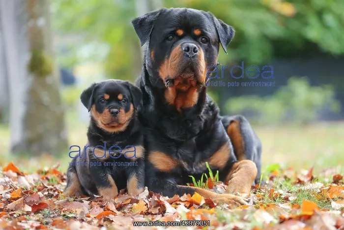 : Rottweiler dog and puppy outdoors : Rottweiler dog and puppy outdoors