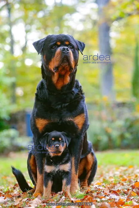 : Rottweiler dog and puppy outdoors : Rottweiler dog and puppy outdoors