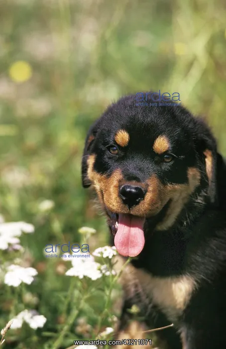 : ROTTWEILER DOG, PUPPY STANDING NEAR FLOWER WITH TONGUE OUT : ROTTWEILER DOG, PUPPY STANDING NEAR FLOWER WITH TONGUE OUT