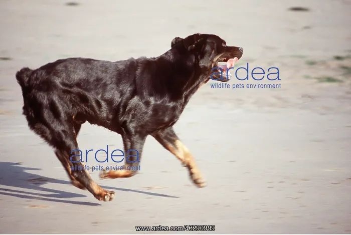 : ROTTWEILER DOG - Running on beach : ROTTWEILER DOG - Running on beach