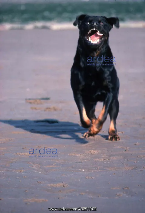 : ROTTWEILER DOG - running towards camera : ROTTWEILER DOG - running towards camera