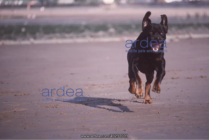 : ROTTWEILER DOG - Running towards camera : ROTTWEILER DOG - Running towards camera