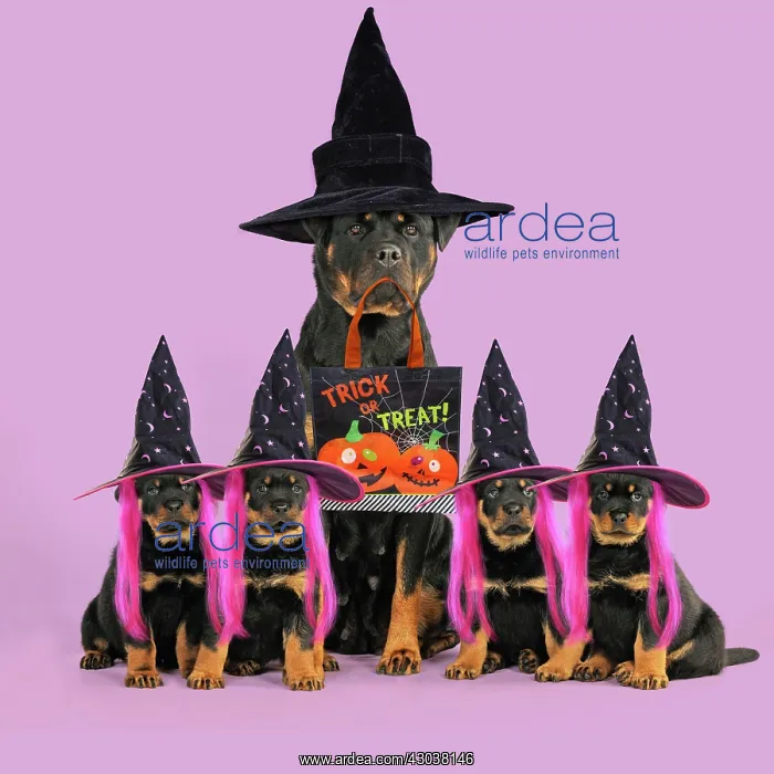 : Rottweiler Dog sat with four rottweiler puppies : Rottweiler Dog sat with four rottweiler puppies