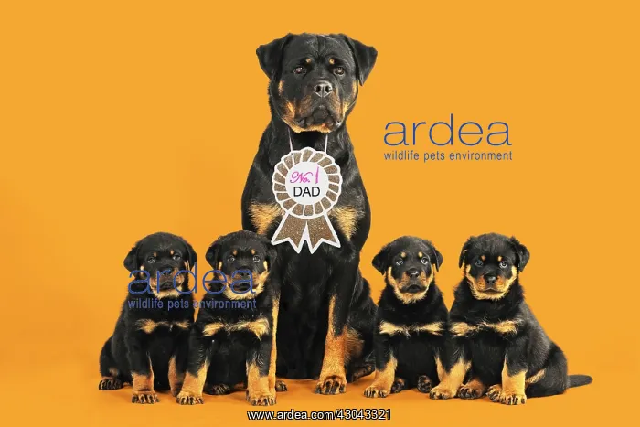 : Rottweiler Dog wearing No 1 Dad sign, sat with four : Rottweiler Dog wearing No 1 Dad sign, sat with four