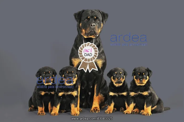 : Rottweiler Dog wearing No 1 Dad sign, sat with four : Rottweiler Dog wearing No 1 Dad sign, sat with four