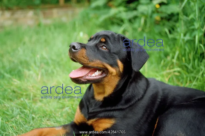 : ROTTWEILER DOG - Young : ROTTWEILER DOG - Young