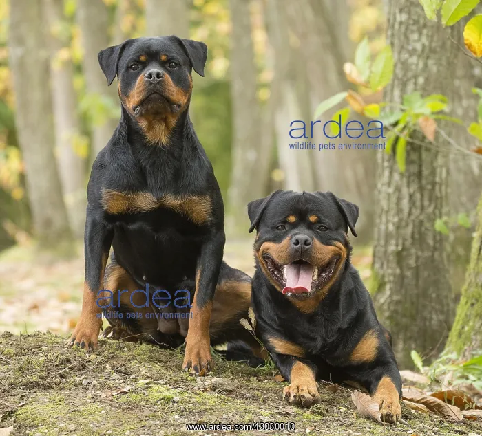  : Two Rottweiler dogs outside
