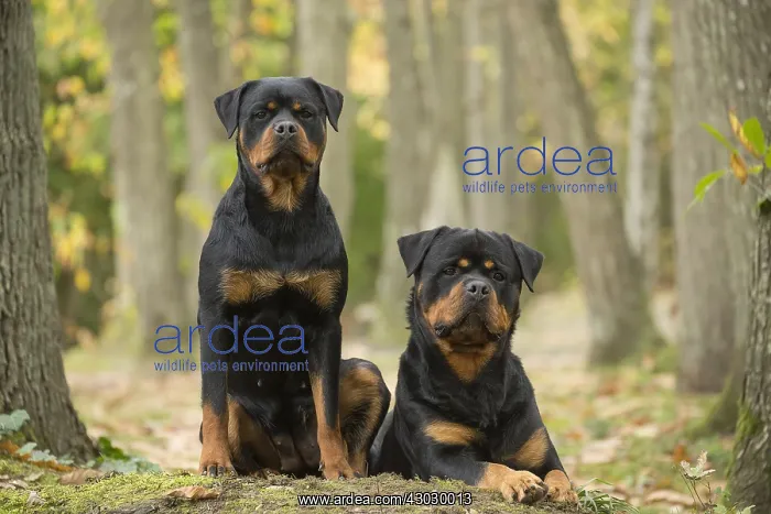  : Two Rottweiler dogs outside