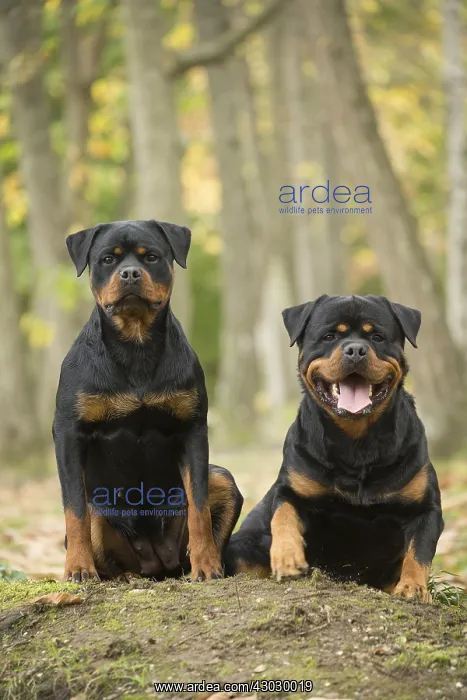 : Two Rottweiler dogs outside
