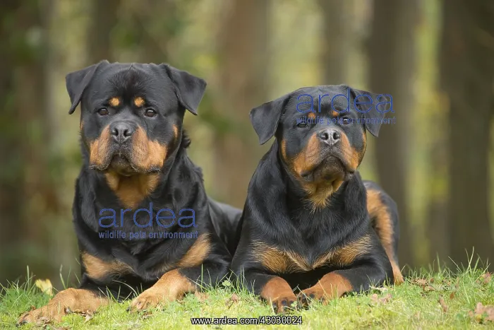  : Two Rottweiler dogs outside