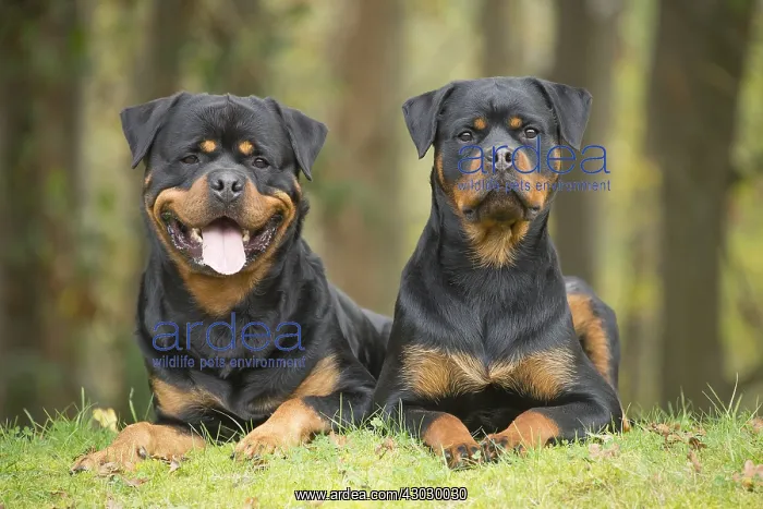  : Two Rottweiler dogs outside