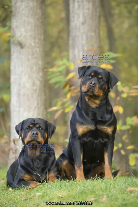  : Two Rottweiler dogs outside
