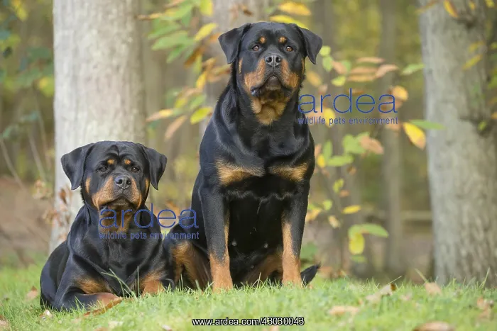 : Two Rottweiler dogs outside