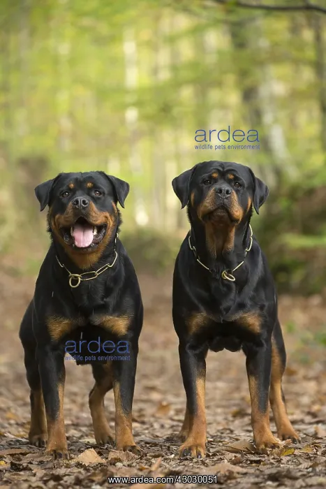  : Two Rottweiler dogs outside