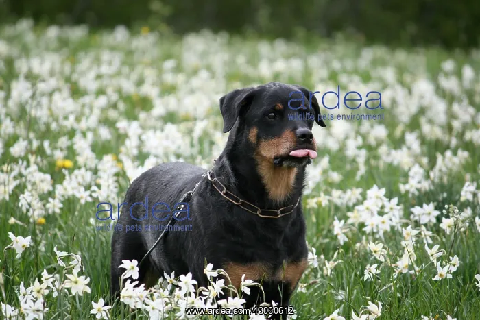 : A Rottweiler in a field of flowers : A Rottweiler in a field of flowers