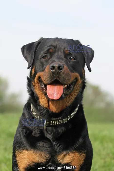: Rottweiler, portrait Rottweiler, Portr&, x4d2c; Kopfaufnahme : Rottweiler, portrait Rottweiler, Portr&, x4d2c; Kopfaufnahme