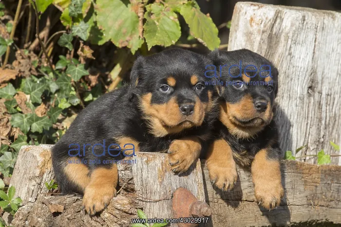 : Rottweiler puppies dogs outside : Rottweiler puppies dogs outside