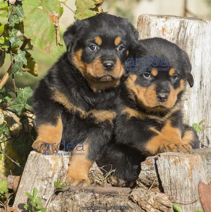 : Rottweiler puppies dogs outside : Rottweiler puppies dogs outside