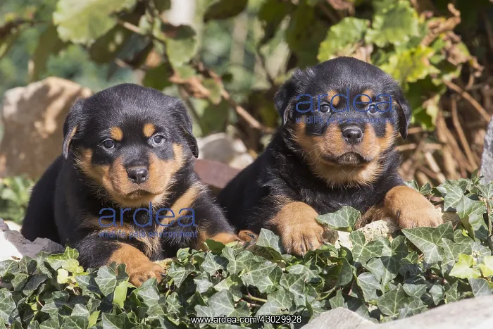  : Rottweiler puppies dogs outside