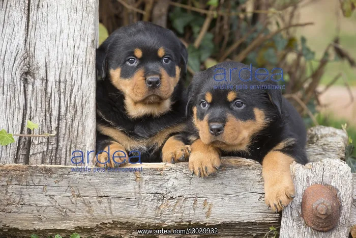 : Rottweiler puppies dogs outside : Rottweiler puppies dogs outside