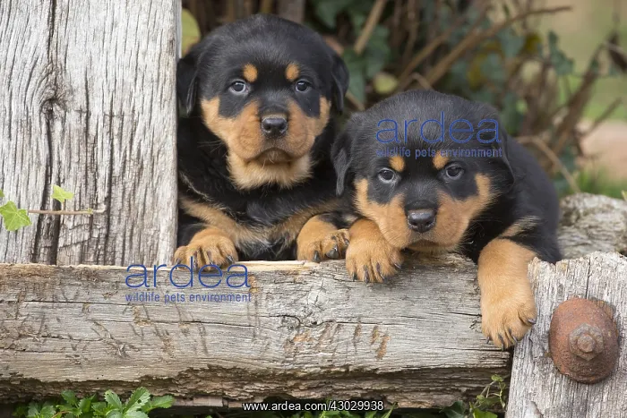 : Rottweiler puppies dogs outside : Rottweiler puppies dogs outside
