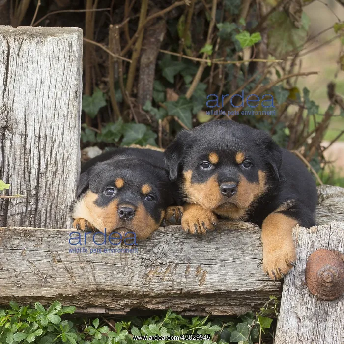 : Rottweiler puppies dogs outside : Rottweiler puppies dogs outside