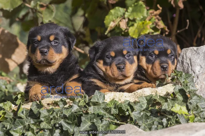 : Rottweiler puppies dogs outside : Rottweiler puppies dogs outside