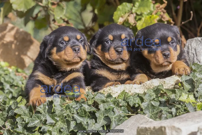 : Rottweiler puppies dogs outside : Rottweiler puppies dogs outside