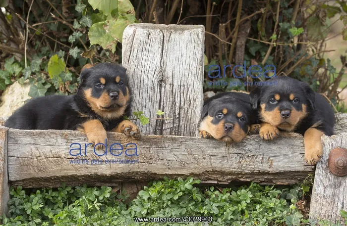 : Rottweiler puppies dogs outside : Rottweiler puppies dogs outside